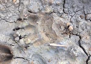 Paw print survey